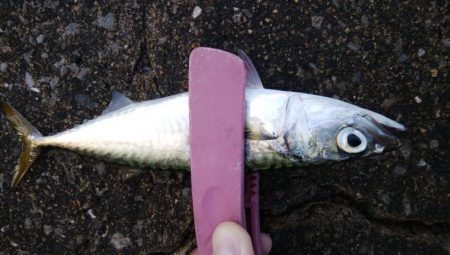 今日もアジングからサバゲー