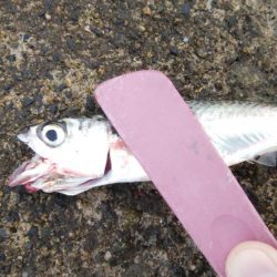 メクリアジ　リベンジ