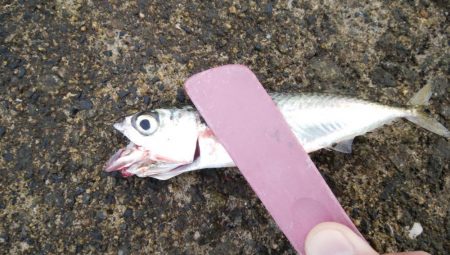 メクリアジ　リベンジ