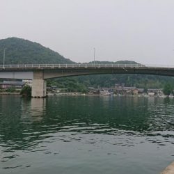 チヌ（カイズ）