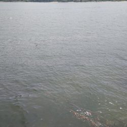 大雨の影響か……？