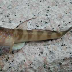 シロギスに出会えたが……