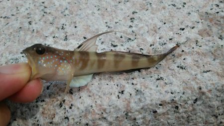 シロギスに出会えたが……