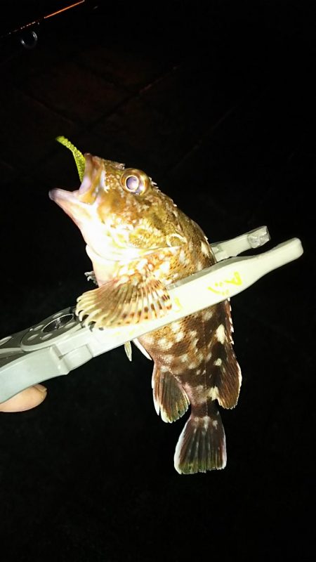 アジ釣り ガシラ釣り