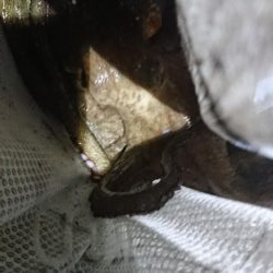 キロアップに10g足りず