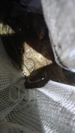 キロアップに10g足りず