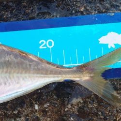 神戸7防アジングかなり良いです!