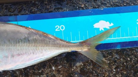 神戸7防アジングかなり良いです!