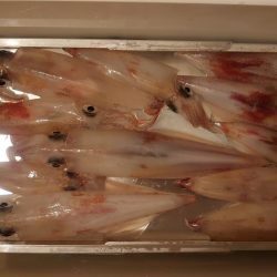 初福井イカメタル