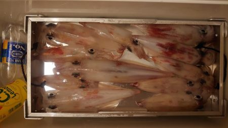 初福井イカメタル