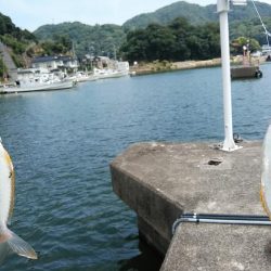 津居山港小島岸壁のキス