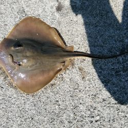 高砂港でキス連投