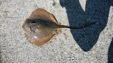 高砂港でキス連投