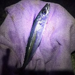 帰省に大サバ釣って持って行くわ！と言ったものの・・・