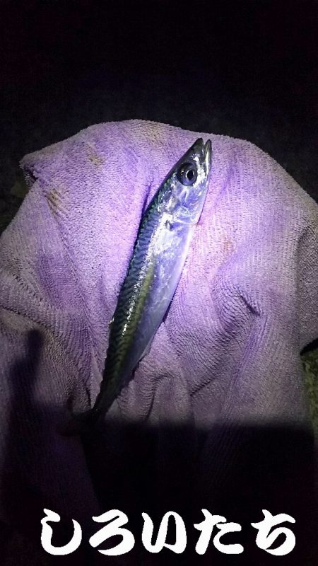 帰省に大サバ釣って持って行くわ！と言ったものの・・・