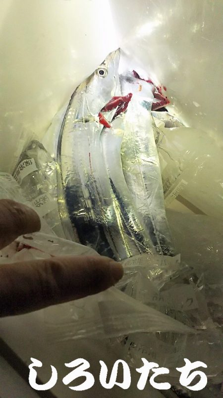 サバいなかった。。。