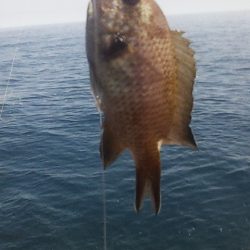 灼熱底カゴ釣りで多魚種ゲット～