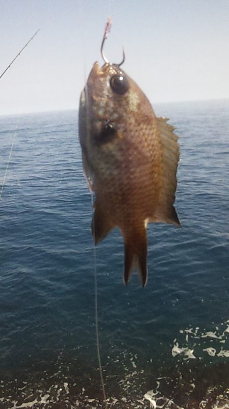 灼熱底カゴ釣りで多魚種ゲット～