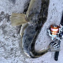 マゴチ自己記録