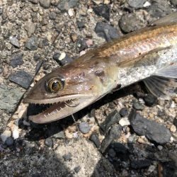 青物はまだまだ