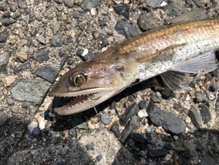 青物はまだまだ