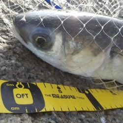 ボララッシュ。