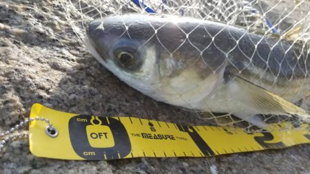 ボララッシュ。