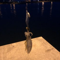イカ釣り