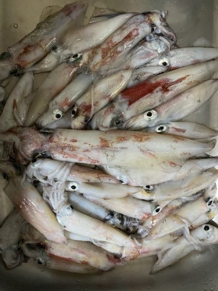 初イカメタル（ダイコク丸にて）