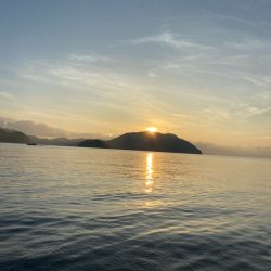 早生まれのアオリイカ?