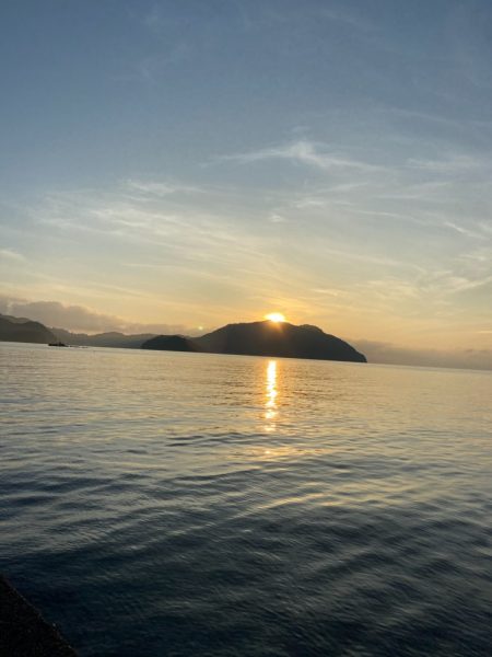 早生まれのアオリイカ?