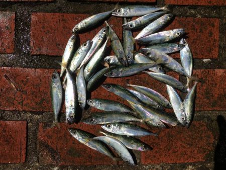 コサバ35匹、イワシ3匹