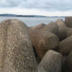 磯間港波止で良型コサバ20匹