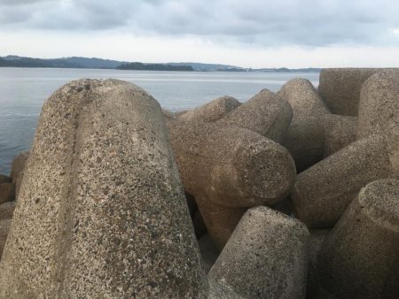 磯間港波止で良型コサバ20匹