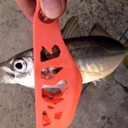 早朝アジングin大阪6