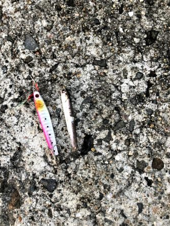 早朝アジングならぬサバング11