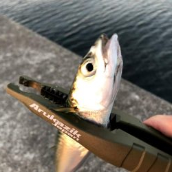 早朝サバングin西宮ケーソン2