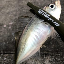 早朝アジングin大阪南港（20200818）