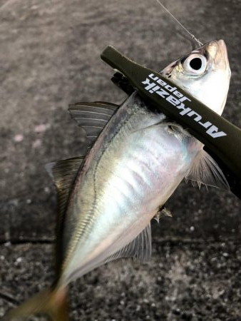 早朝アジングin大阪南港（20200818）