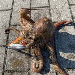 梅雨明け、タコ爆釣！！