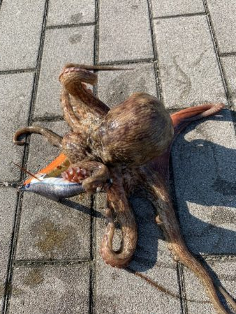 梅雨明け、タコ爆釣！！