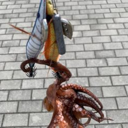 タコ、一回り大きい