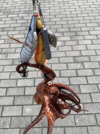 タコ、一回り大きい