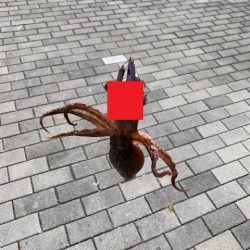 メクリアジとタコ