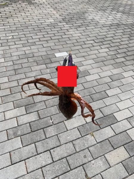 メクリアジとタコ