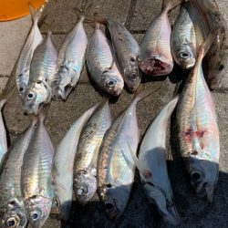 メクリアジリベンジ　タコもついでに