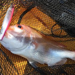 カヤックジギング