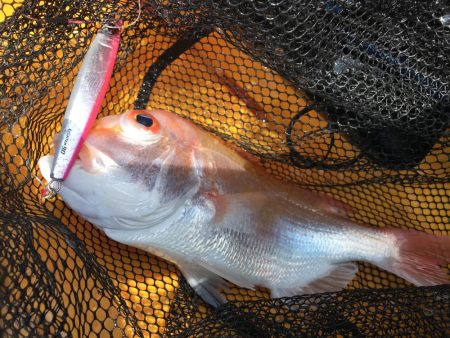 カヤックジギング