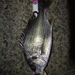 (2020/08/01 南港ヘチ釣り 真チヌ 44㎝、キビレチヌ 40cm,38.5㎝、ガシラ 釣果有り!)