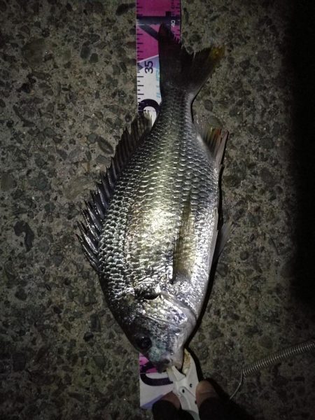 (2020/08/01 南港ヘチ釣り 真チヌ 44㎝、キビレチヌ 40cm,38.5㎝、ガシラ 釣果有り!)